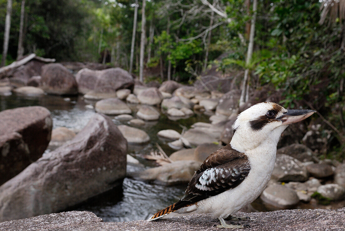 Australia, Queensland, Eungella National Park, laughing kookaburra (Dacelo novaeguineae)