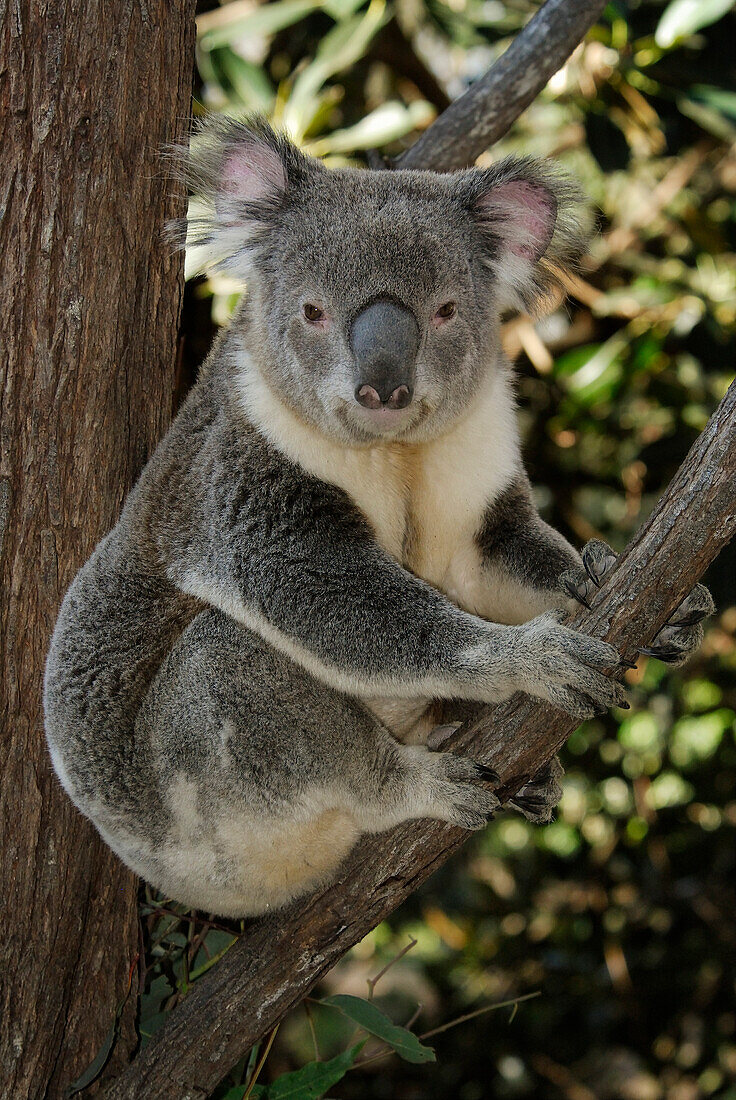 Australia, Queensland, koala (Phascolarctos cinereus)