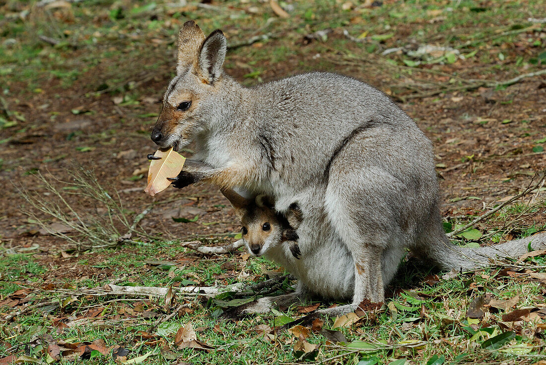Australia, Queensland, Bunya Mountains National Park, red-necked wallaby