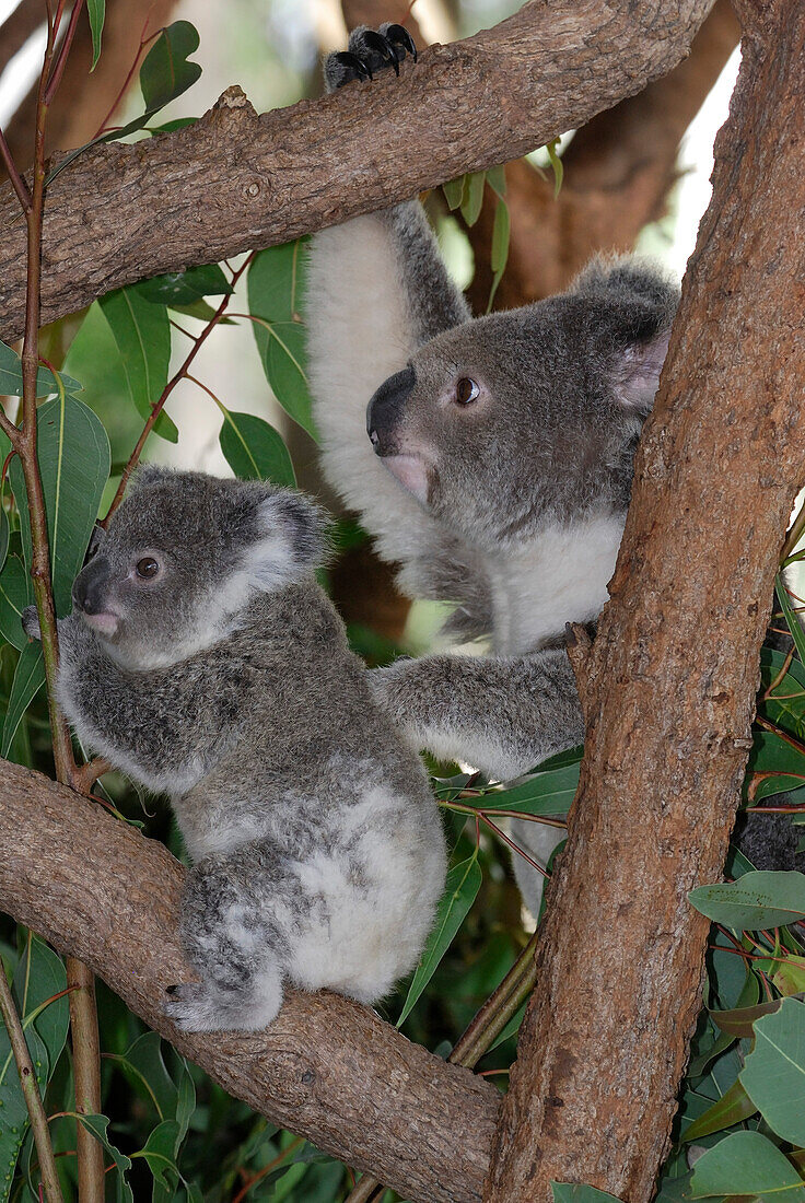 Australia, Queensland, koalas (Phascolarctos cinereus)