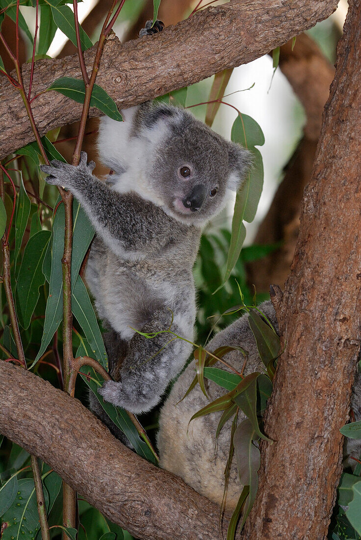 Australia, Queensland, koala (Phascolarctos cinereus)