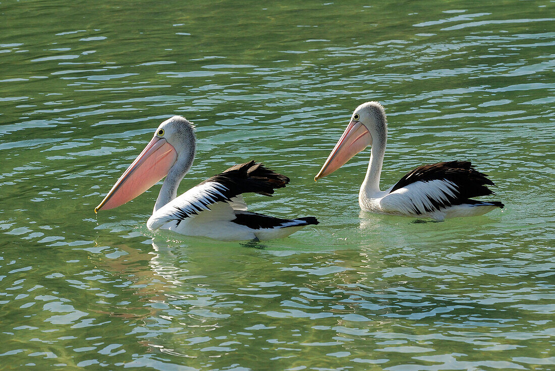 Australia, New South Wales, Hat Head National Park, Australian pelicans (Pelecanus conspicillatus)