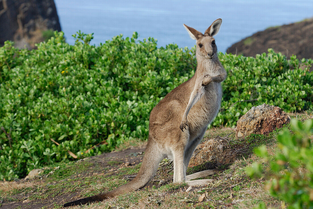 Australia, New South Wales, Hat Head National Park, Eastern Gray Kangaroo (Macropus giganteus)