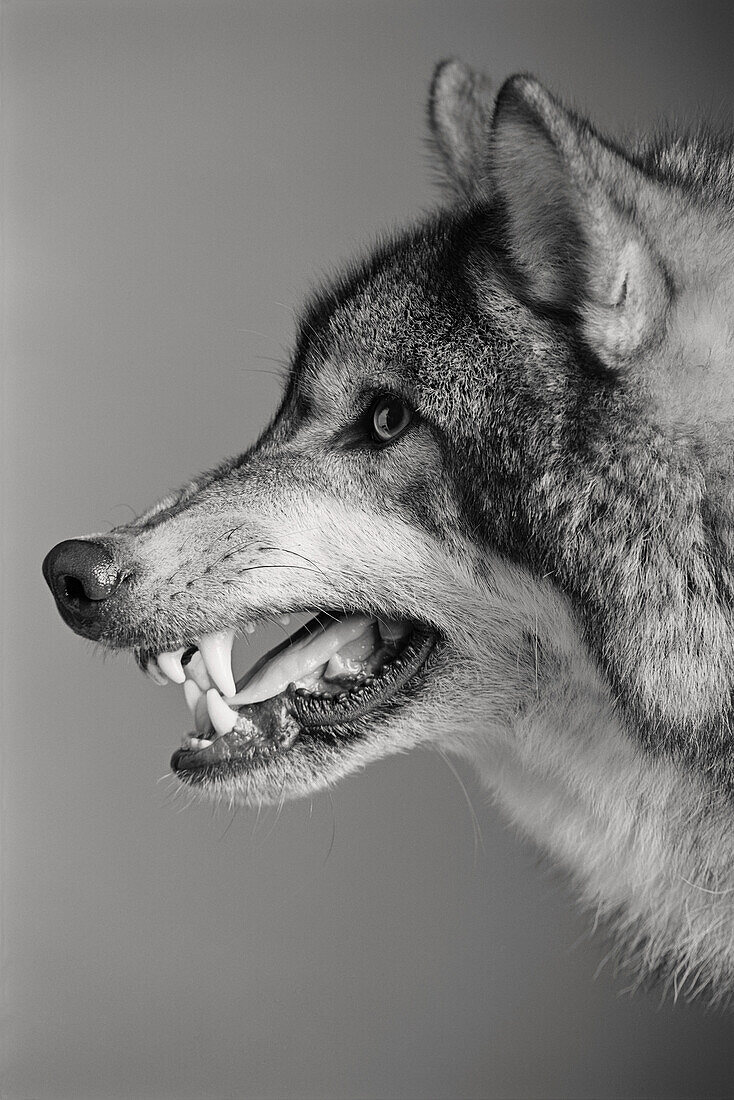 Common wolf