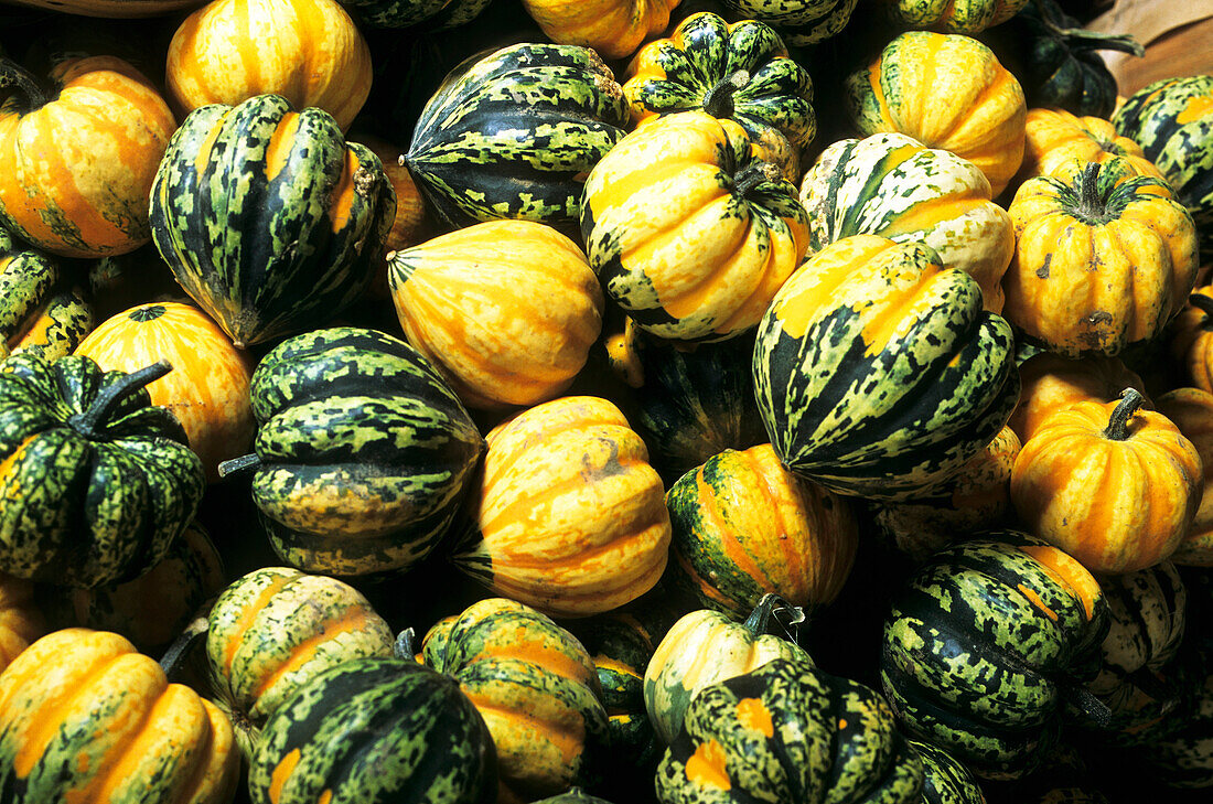 Canada, Quebec Province, squashes