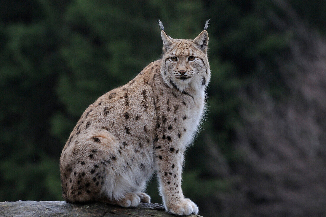 Germany, Bavarian forest national park, eurasian lynx (Lynx lynx)