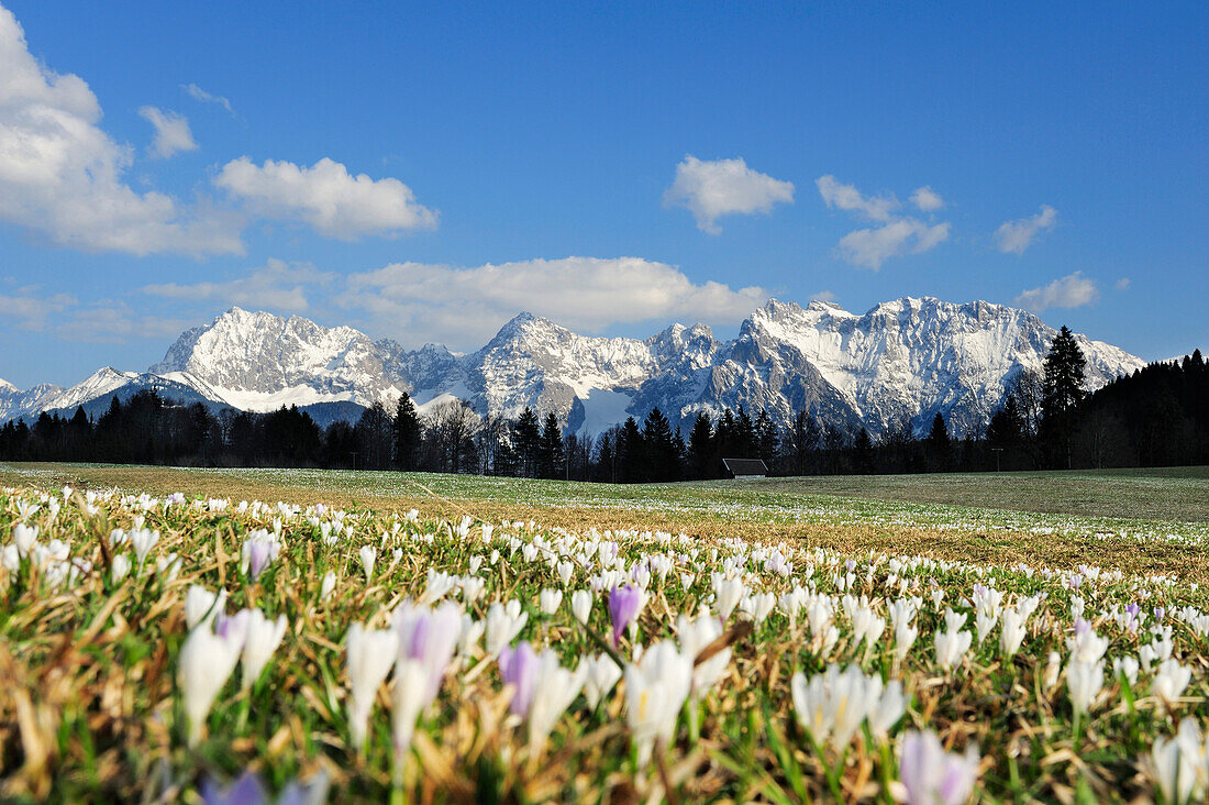 View over meadow with crocuses in blossom to snow-covered Karwendel mountains, Kruen, Werdenfelser Land, Bavarian Alps, Upper Bavaria, Bavaria, Germany