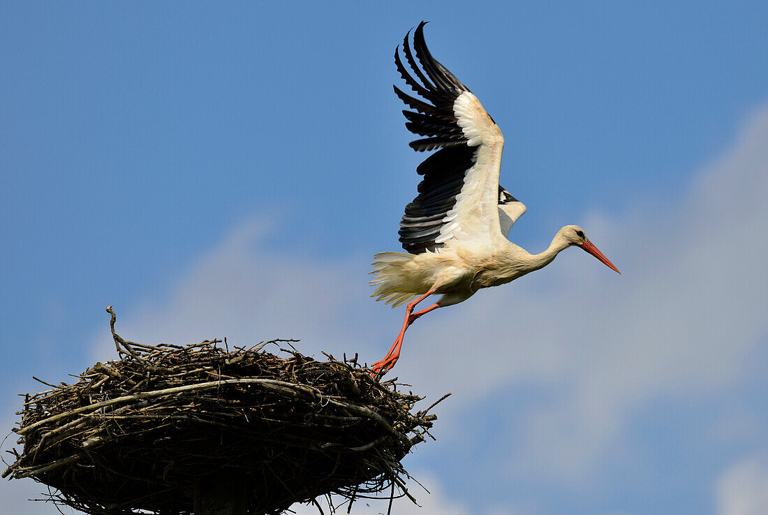 Storch am Nest, Usedom, Mecklenburg-Vorpommern, Deutschland