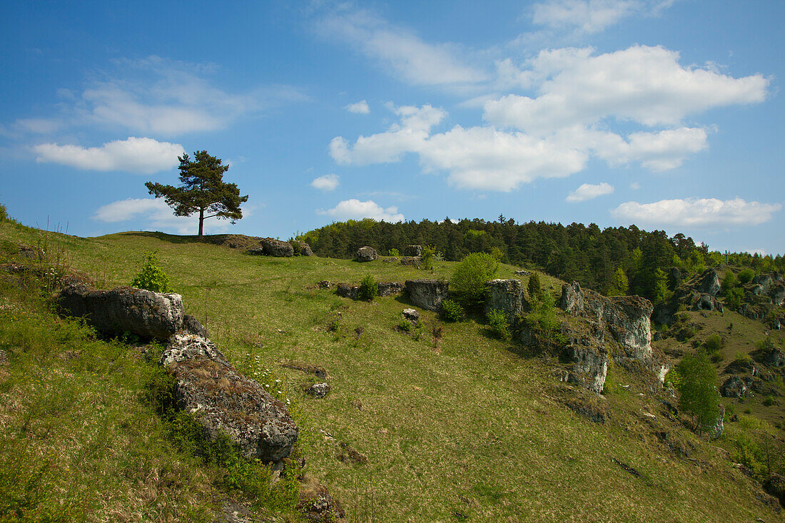 Kalksteinfelsen im Wiesenttal, Fränkische Schweiz, Franken, Bayern, Deutschland, Europa