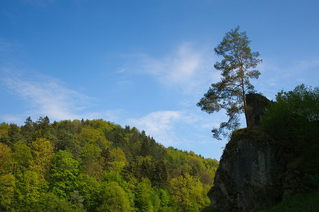 Pine tree on a rock, Fraenkische Schweiz, Franconia, Bavaria, Germany, Europe