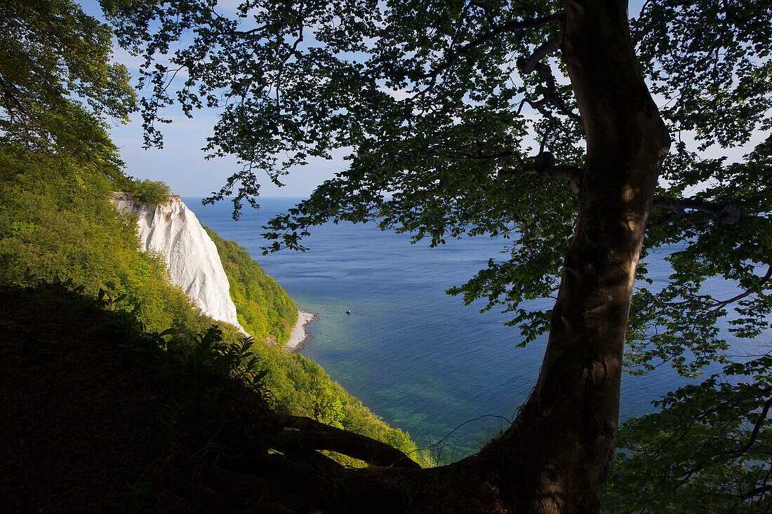 Blick von der Viktoriasicht zum Kreidefelsen Königstuhl, Nationalpark Jasmund Insel Rügen Ostsee, Mecklenburg-Vorpommern, Deutschland, Europa