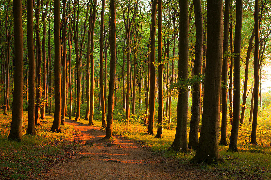 Morgenlicht im Buchenwald über den Kreidefelsen, Nationalpark Jasmund, Insel Rügen, Ostsee, Mecklenburg-Vorpommern, Deutschland