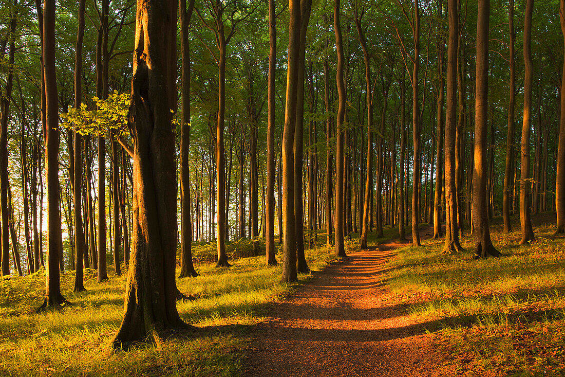 Morning light, beech trees, Ruegen island, Jasmund National Park, Baltic Sea, Mecklenburg-West Pomerania, Germany, Europe