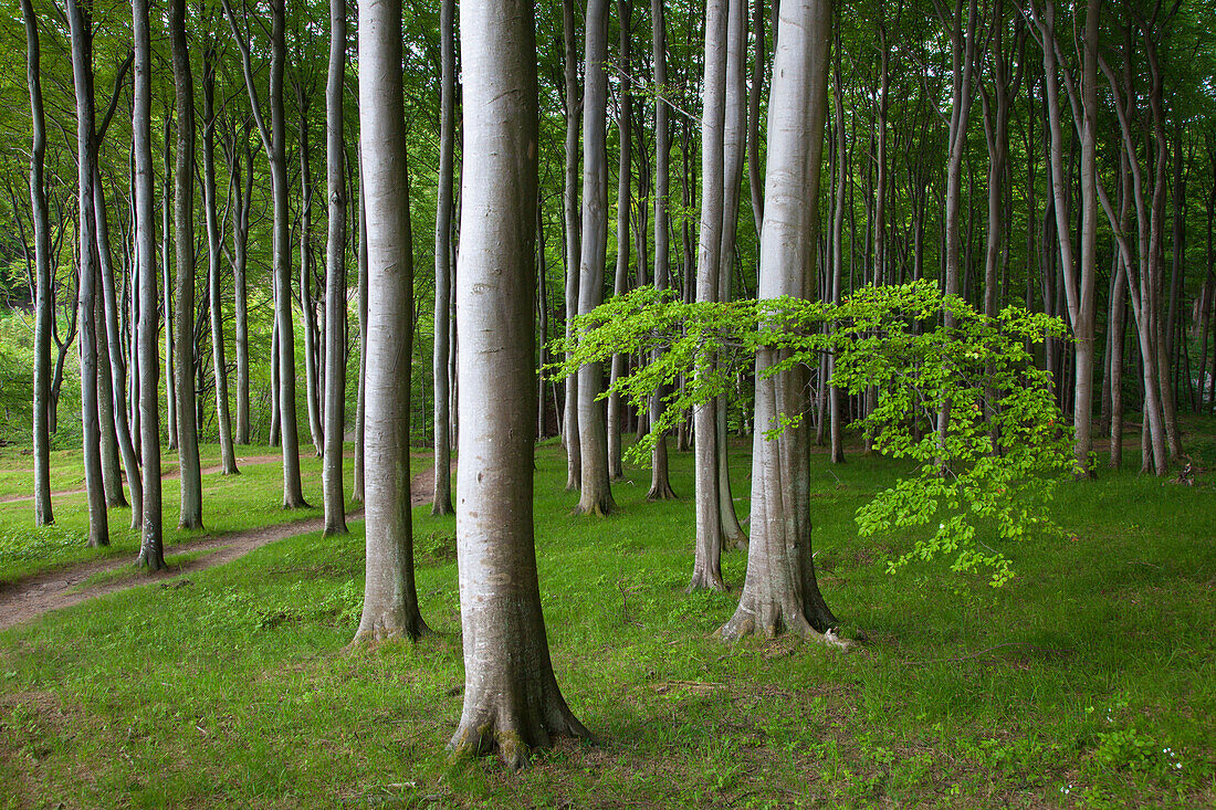 Beech trees above the chalk cliffs, Ruegen island, Jasmund National Park, Baltic Sea, Mecklenburg-West Pomerania, Germany