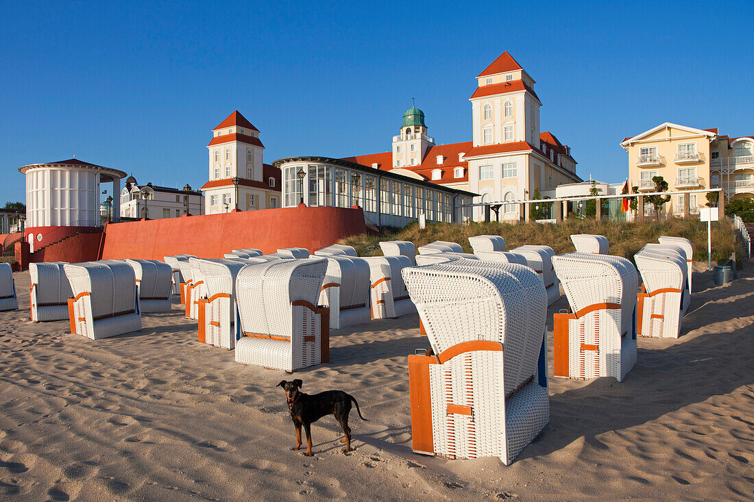 Dog between the beach chairs on the beach in front of the Spa Hotel, Binz seaside resort, Ruegen island, Baltic Sea, Mecklenburg-West Pomerania, Germany, Europe