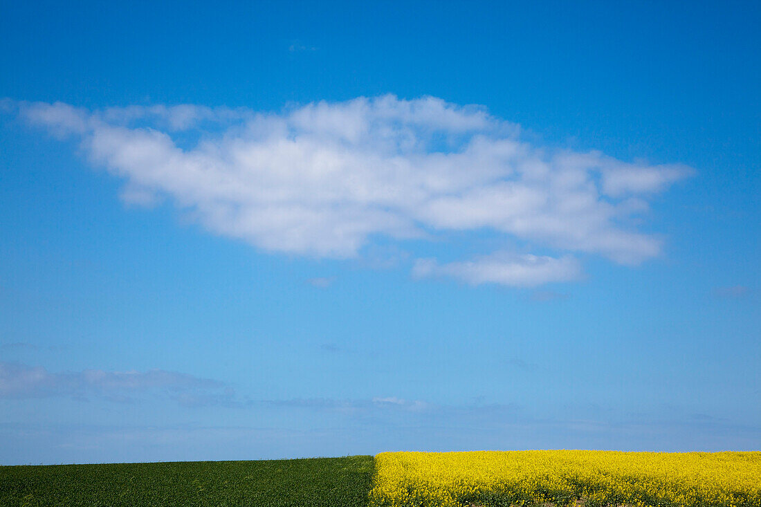 Cloud above a yellow rapeseed field, Wittow peninsula, Ruegen island, Baltic Sea, Mecklenburg-West Pomerania, Germany