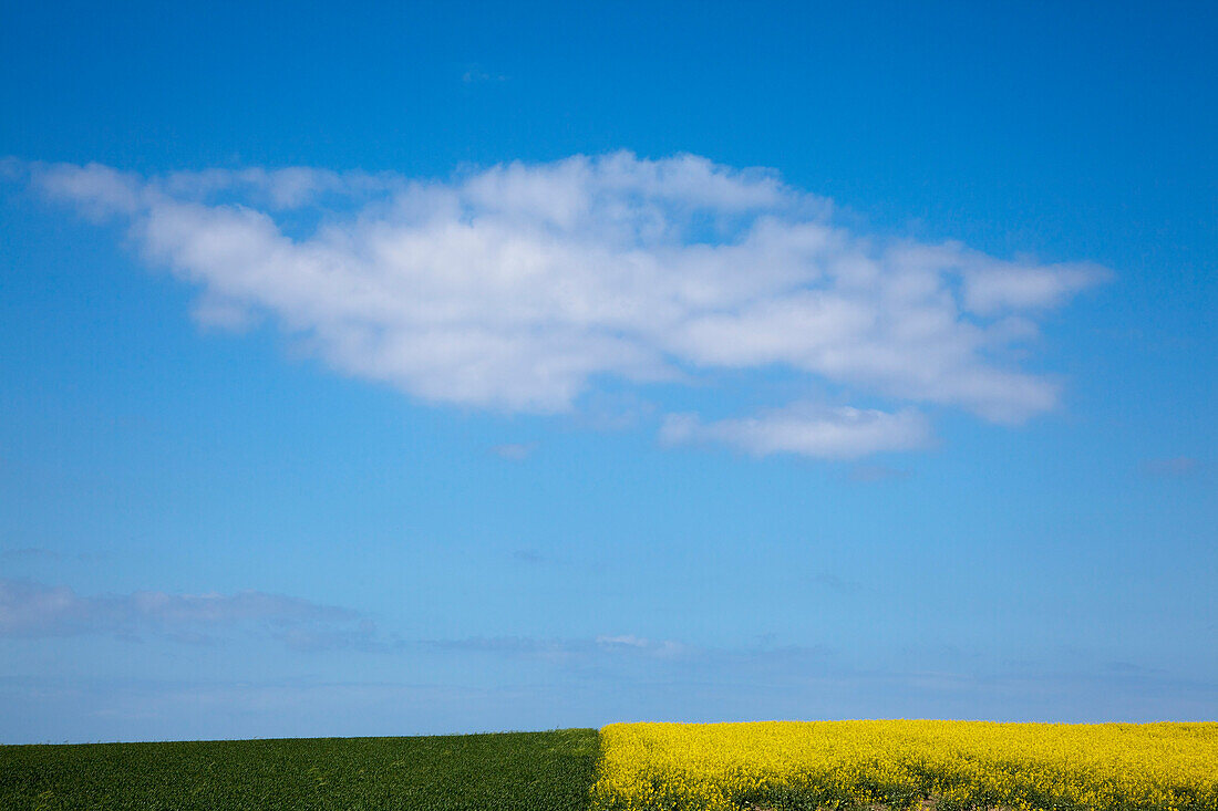 Wolke über einem Rapsfeld, Halbinsel Wittow, Insel Rügen, Ostsee, Mecklenburg-Vorpommern, Deutschland