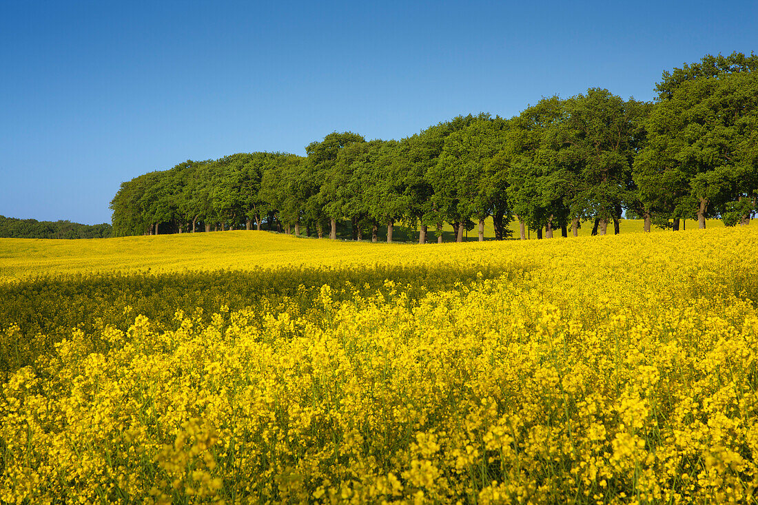 Baumallee und Rapsfeld, bei Vilmnitz, Insel Rügen, Ostsee, Mecklenburg-Vorpommern, Deutschland