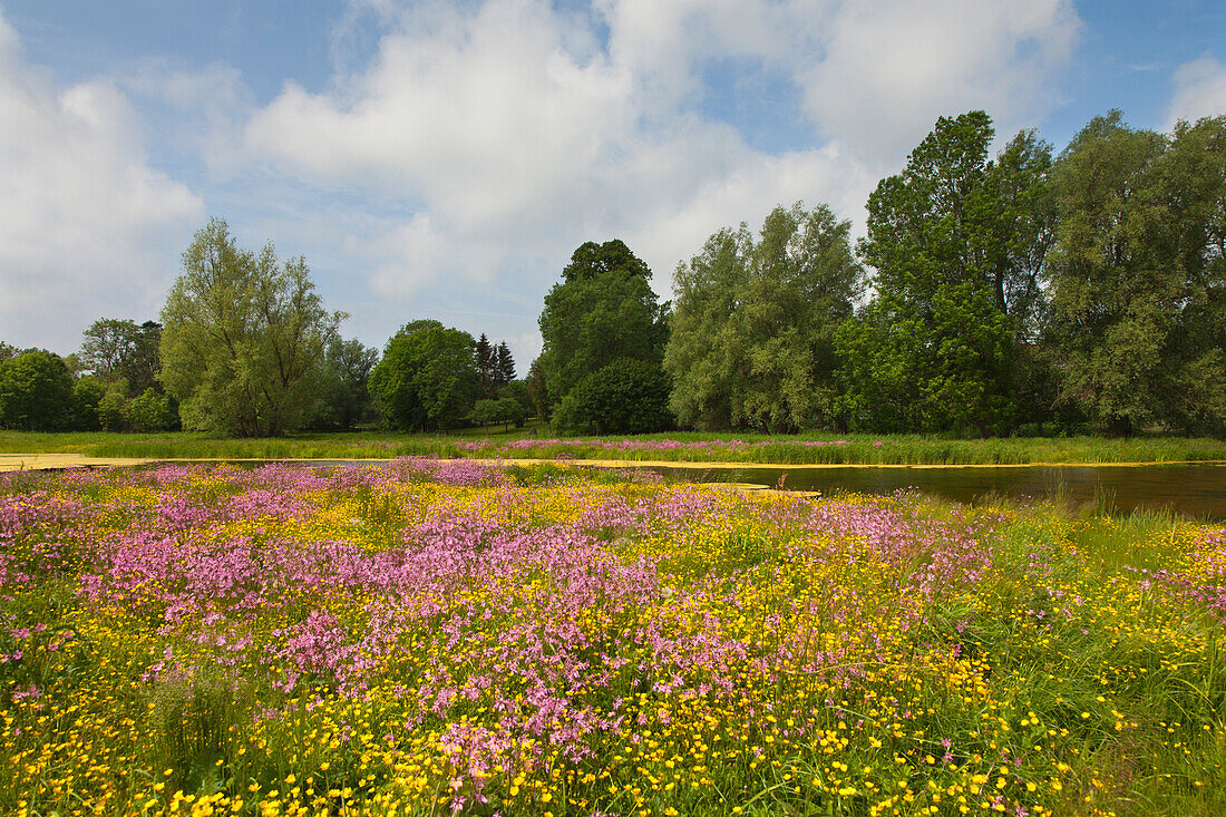 Meadow with flowers, near Greifswald, Baltic Sea, Mecklenburg-West Pomerania, Germany