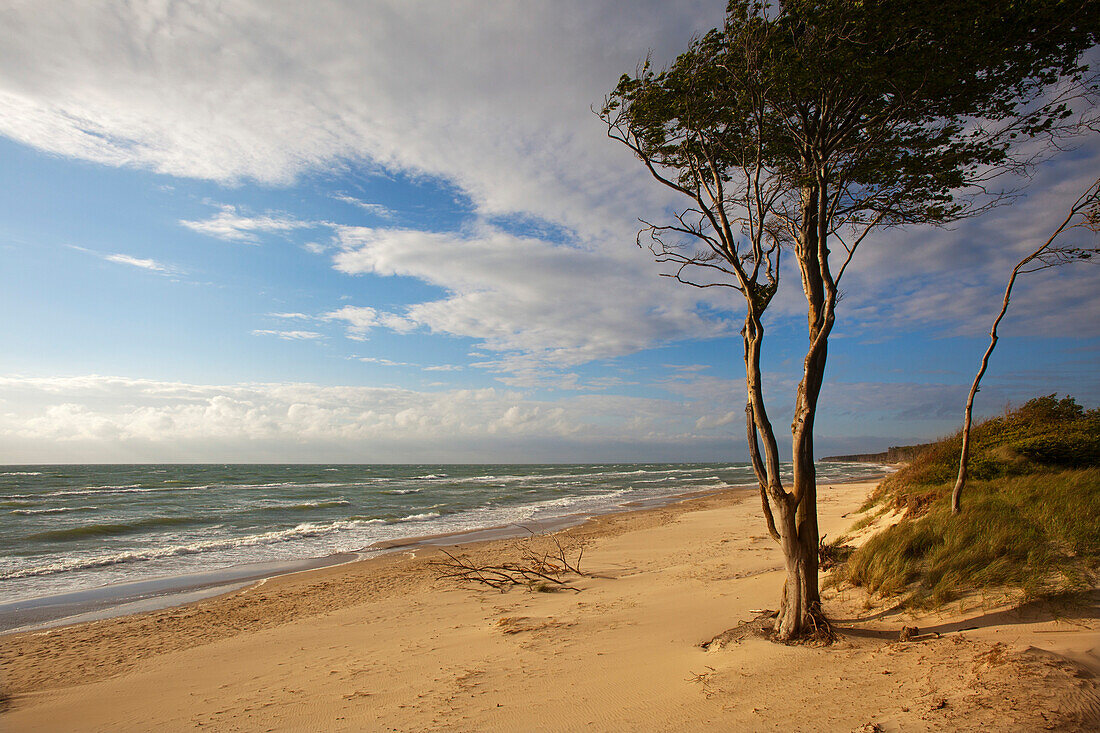 Am Darßer Weststrand, Fischland-Darß-Zingst, Ostsee, Mecklenburg-Vorpommern, Deutschland