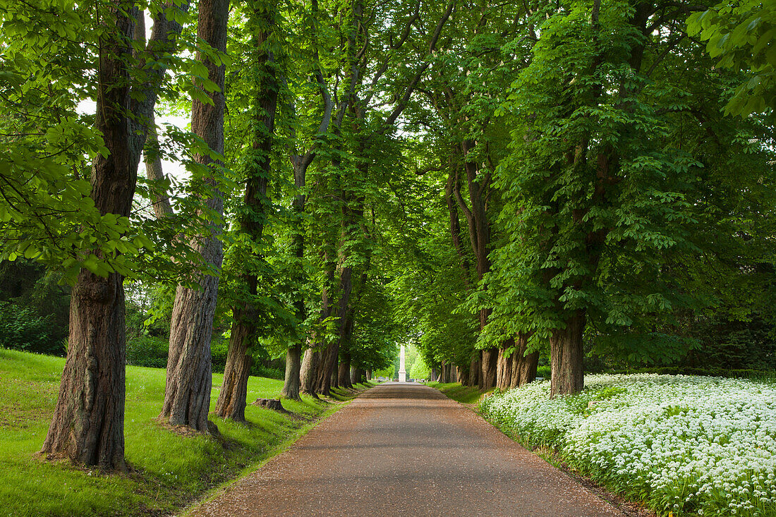 Kastanienallee und blühender Bärlauch, Schlosspark Putbus, Insel Rügen, Ostsee, Mecklenburg-Vorpommern, Deutschland, Europa