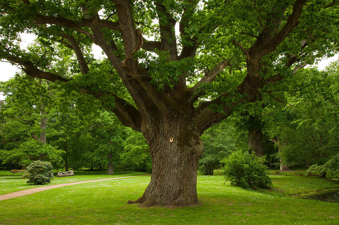 Alte Eiche im Schlosspark, Schlemmin, Mecklenburg-Vorpommern, Deutschland