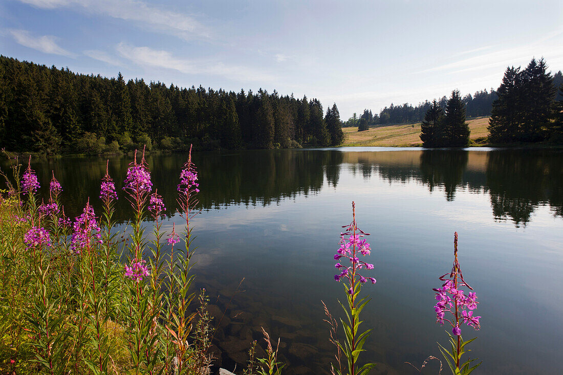 Rosebay willowherb (Epilobium angustifolium), near Clausthal-Zellerfeld, Harz mountains, Lower Saxony, Germany