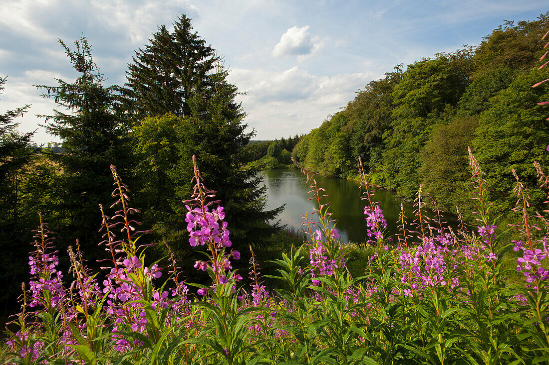 Weidenröschen (Epilobium angustifolium) an einem kleinem See bei Clausthal-Zellerfeld, Harz, Niedersachsen, Deutschland