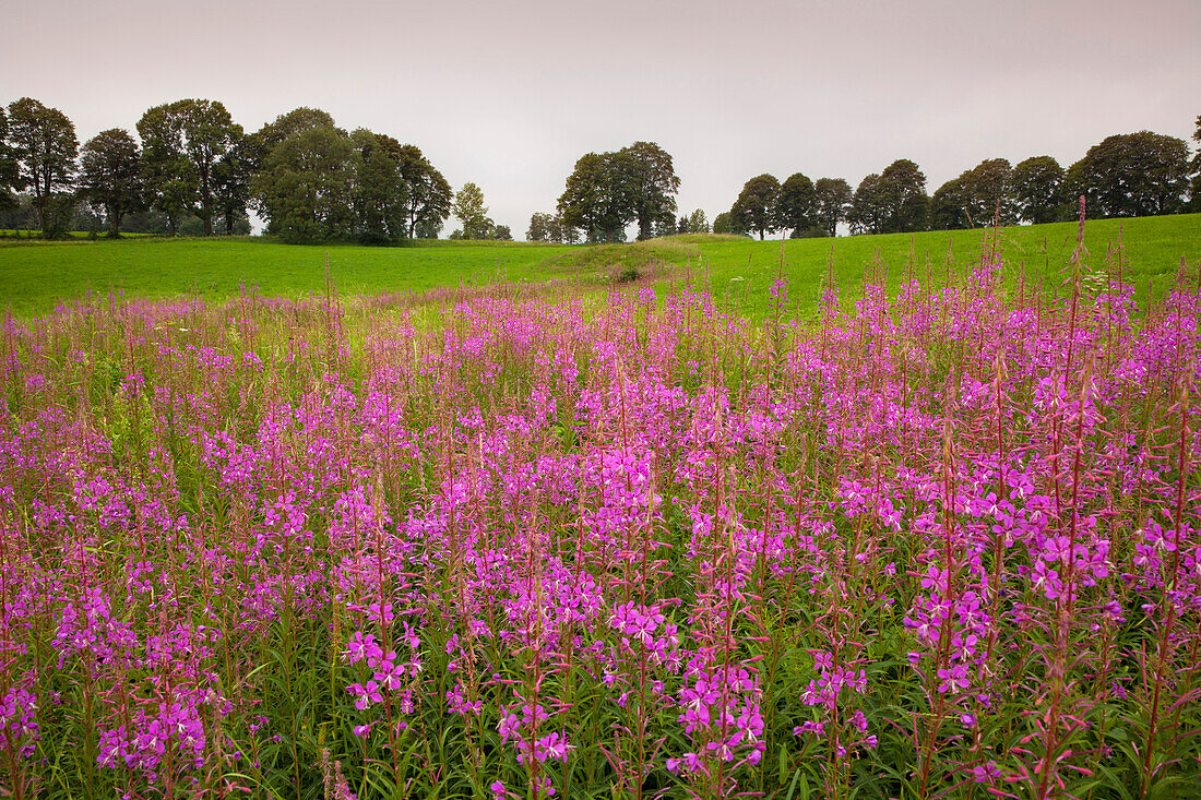 Rosebay willowherb, near Clausthal Zellerfeld, Harz mountains, Lower Saxony, Germany