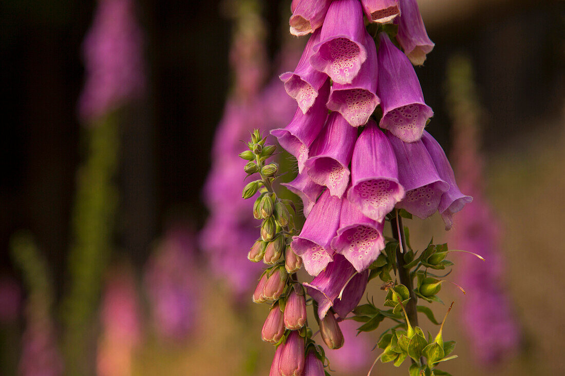 Fingerhut (Digitalis purpurea), Feigenbaumklippe, Okertal bei Goslar, Harz, Niedersachsen, Deutschland