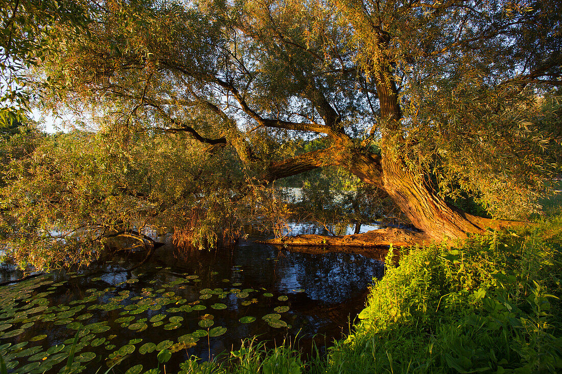 Willow in the morning light, at Schwerin lake, Schwerin, Mecklenburg Western-Pomerania, Germany