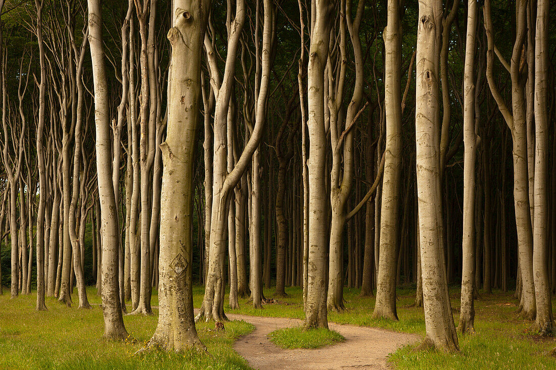 Gespensterwald ghost forest near Nienhagen, Baltic Sea, Mecklenburg Western-Pomerania, Germany