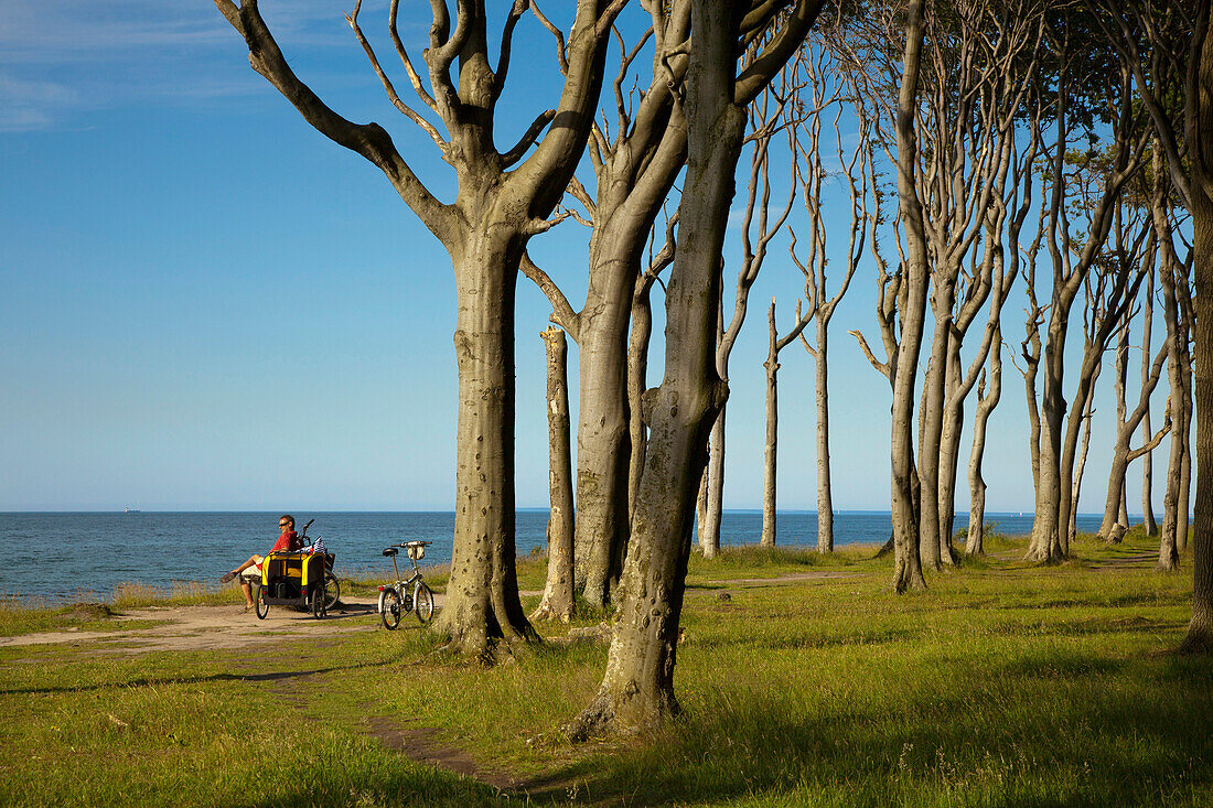 Ghost forest, Nienhagen, Mecklenburg-Western Pomerania, Germany