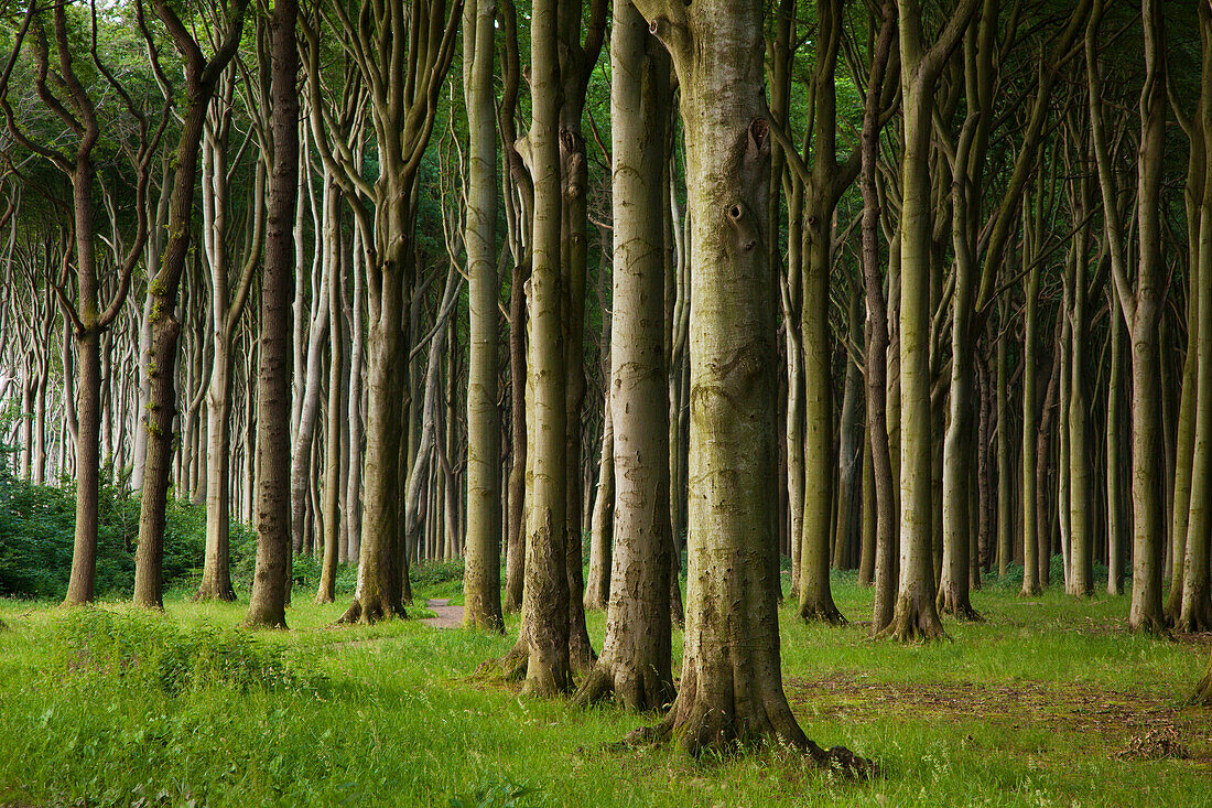 Ghost forest, Nienhagen, Mecklenburg-Western Pomerania, Germany