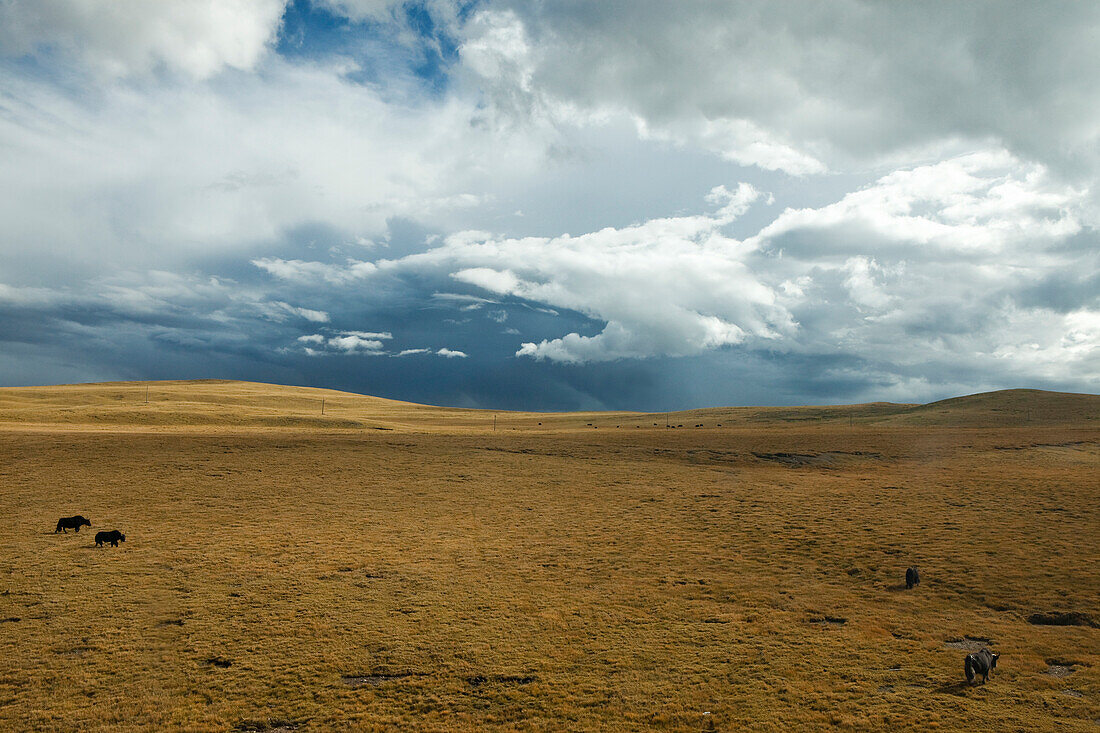 Yaks in the Tibetan Plateau, Tibet Autonomous Region, People's Republic of China