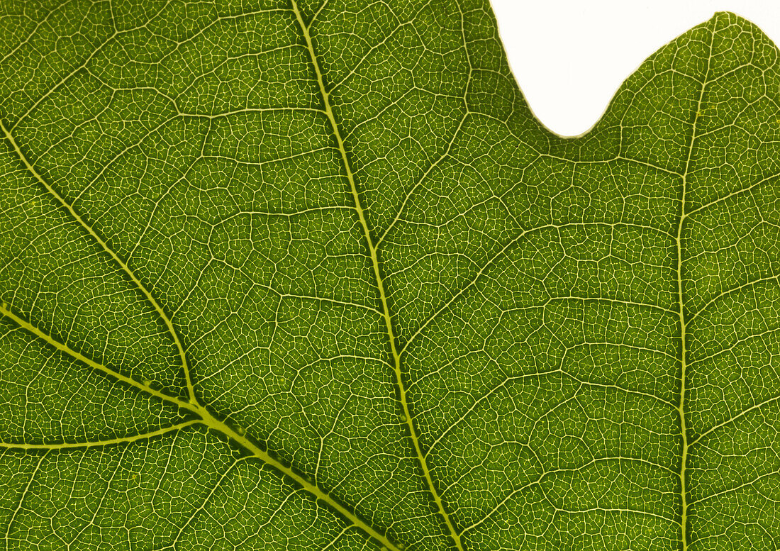 Oak leaf, close-up