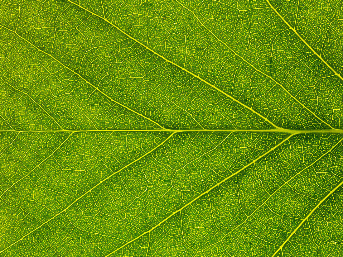 Tulip tree leaf, close-up