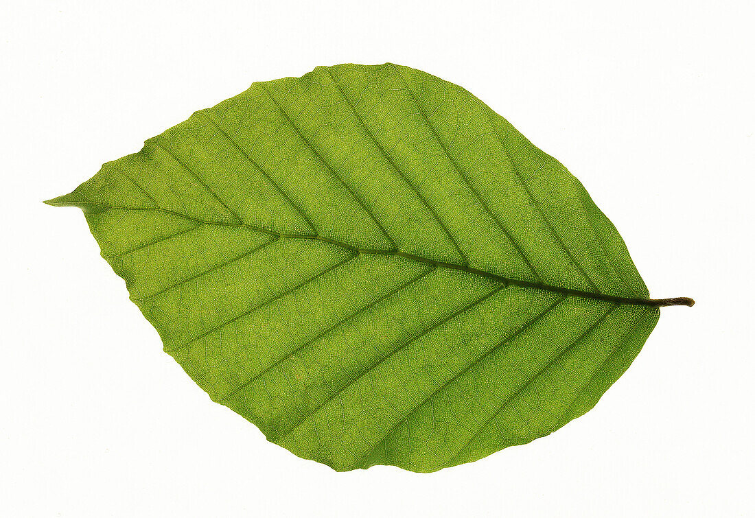 Beech leaf, close-up (fagus)