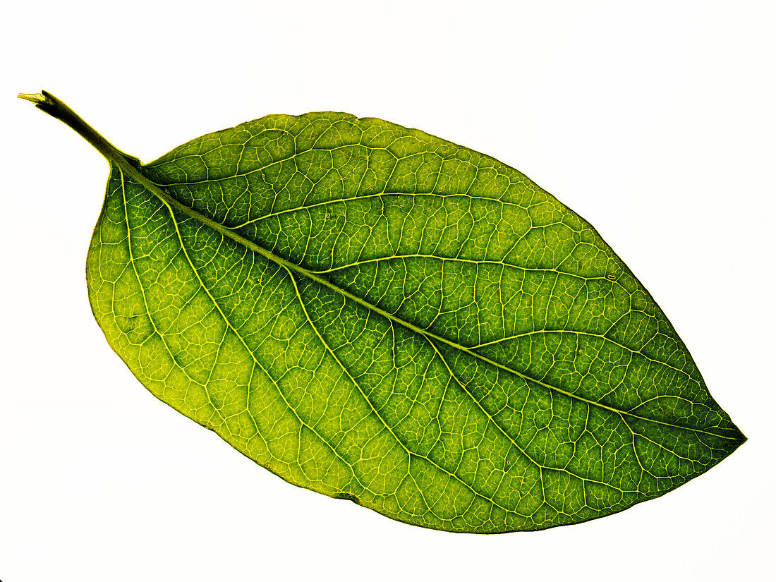 Tree leaf, close-up