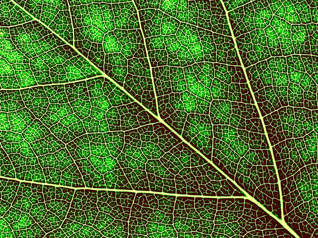 Tree leaf, close-up