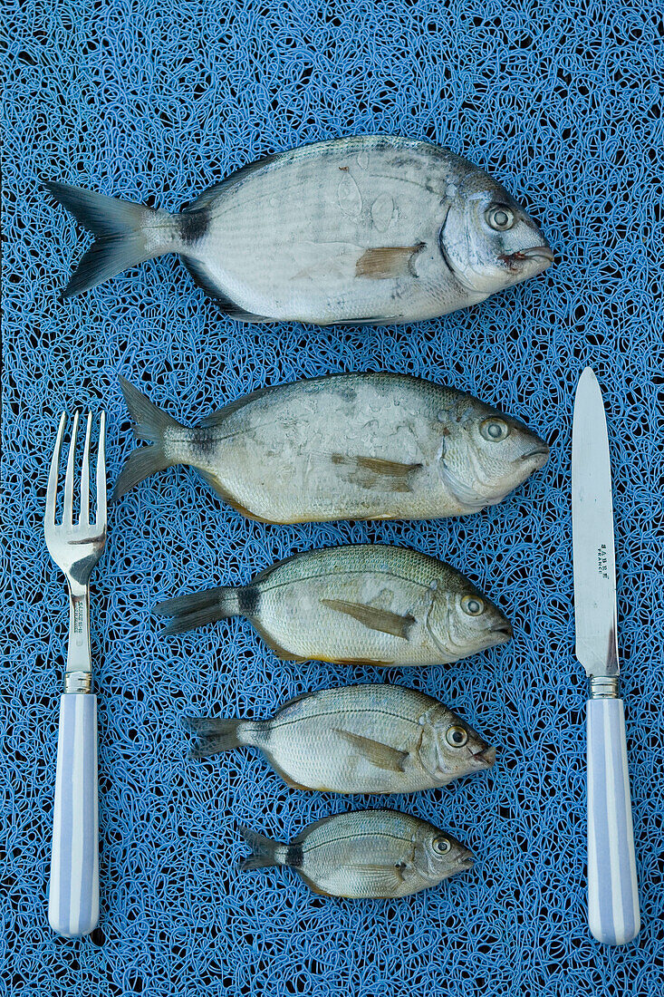 Mediterranean fishes, style- life