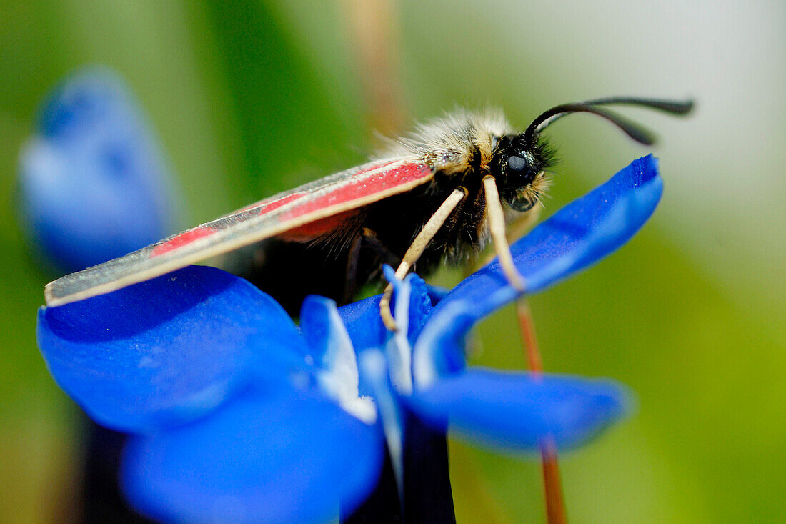 France, Alps, Savoie, Parc national de la Vanoise, six-spot burnet