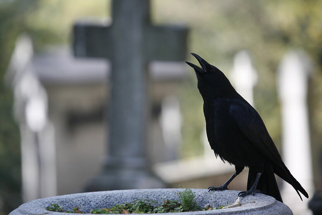 France, Paris, Crow on a grave