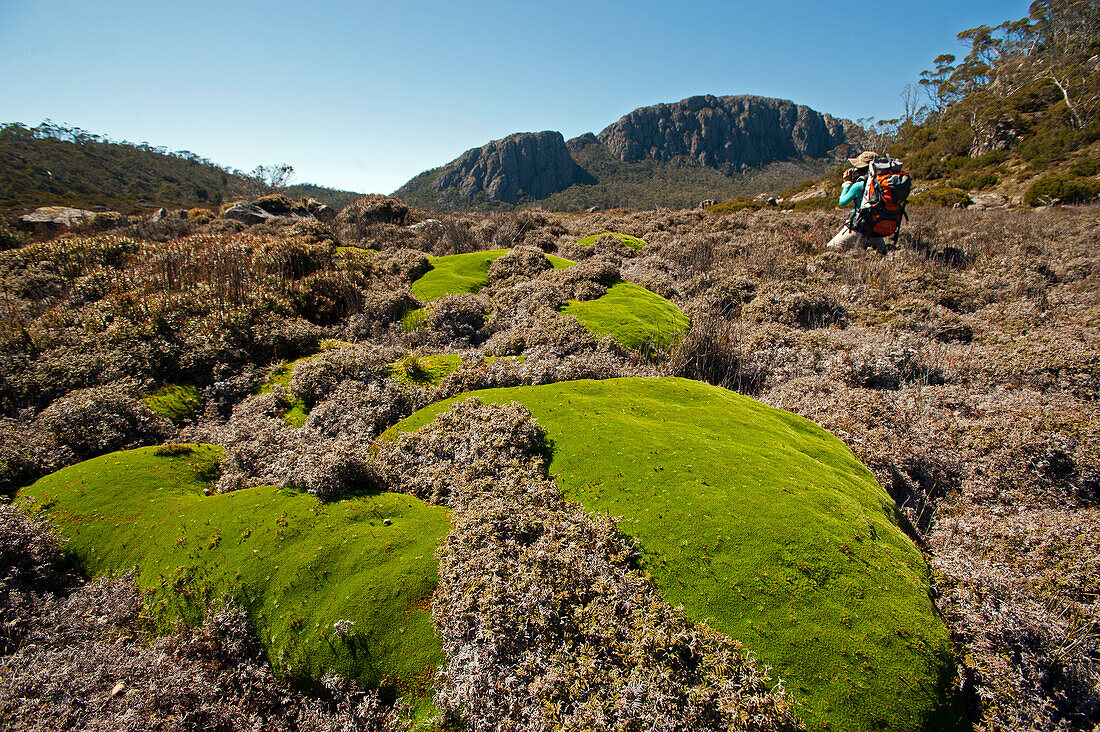 Polsterpflanze im Zion Vale, Walls of Jerusalem National Park, UNESCO Weltnaturerbe, Tasmanien, Australien