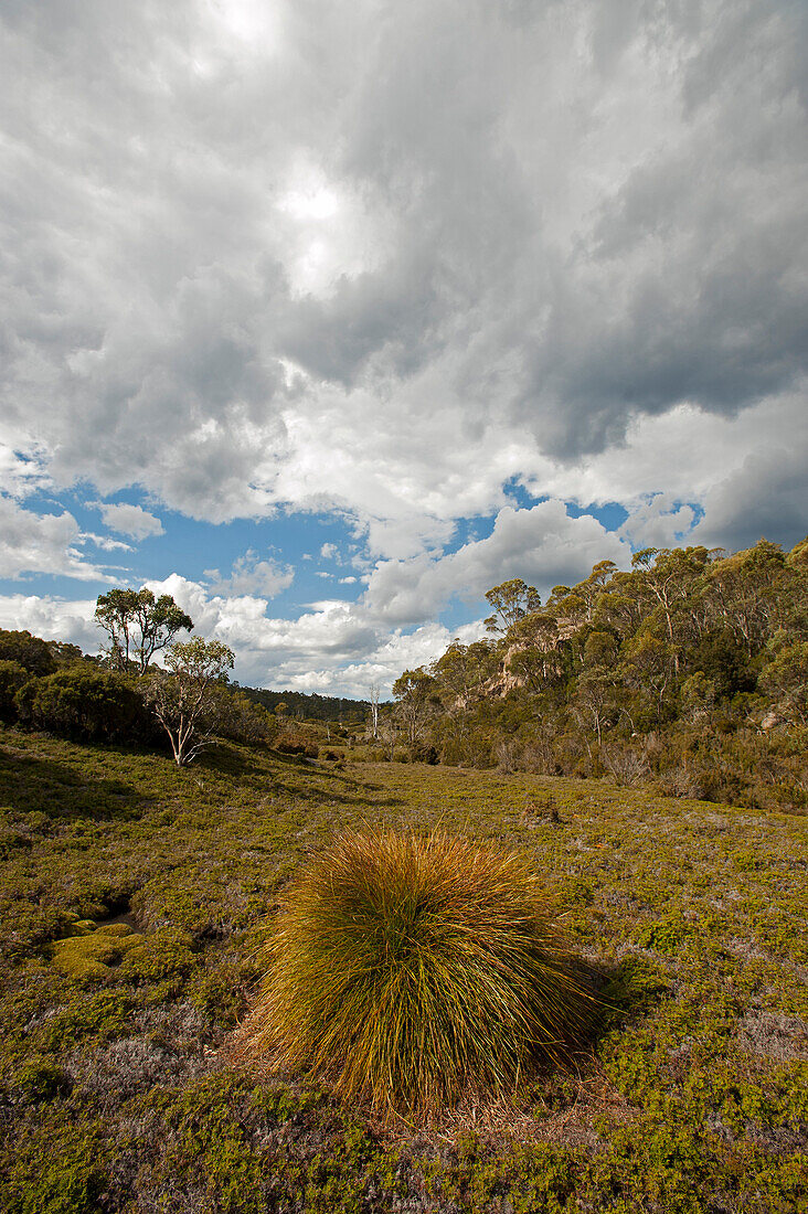 Knopfgraspolster nahe dem Lake Meston, Walls of Jerusalem National Park, UNESCO Weltnaturerbe, Tasmanien, Australien