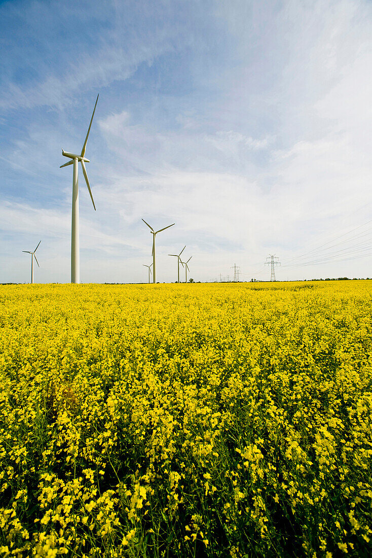 Renewable energies, windfarm in a rape field, Schleswig Holstein, Germany, Europe