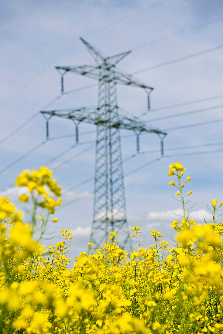 Renewable energies, power pole in a rape field, Schleswig Holstein, Germany, Europe