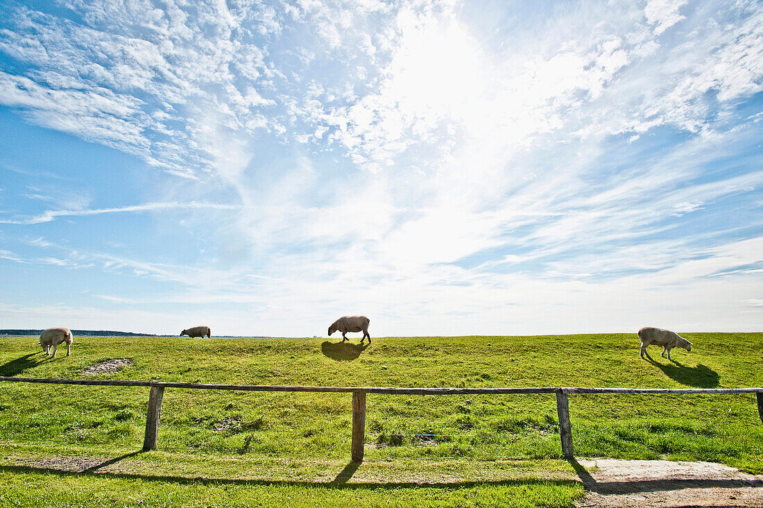 Schafe auf dem Deich im Sonnenlicht, Nordstrand, Schleswig Holstein, Deutschland, Europa