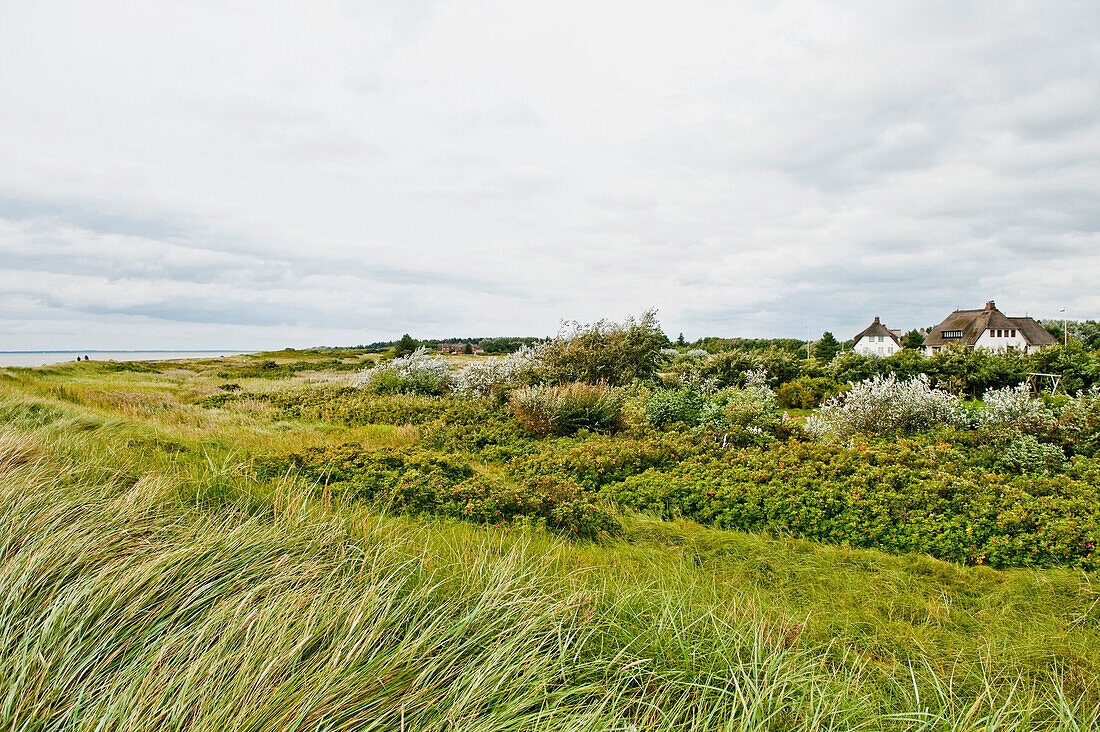 Thatched house in Nieblum, Island of Foehr, Schleswig Holstein, Germany, Europe