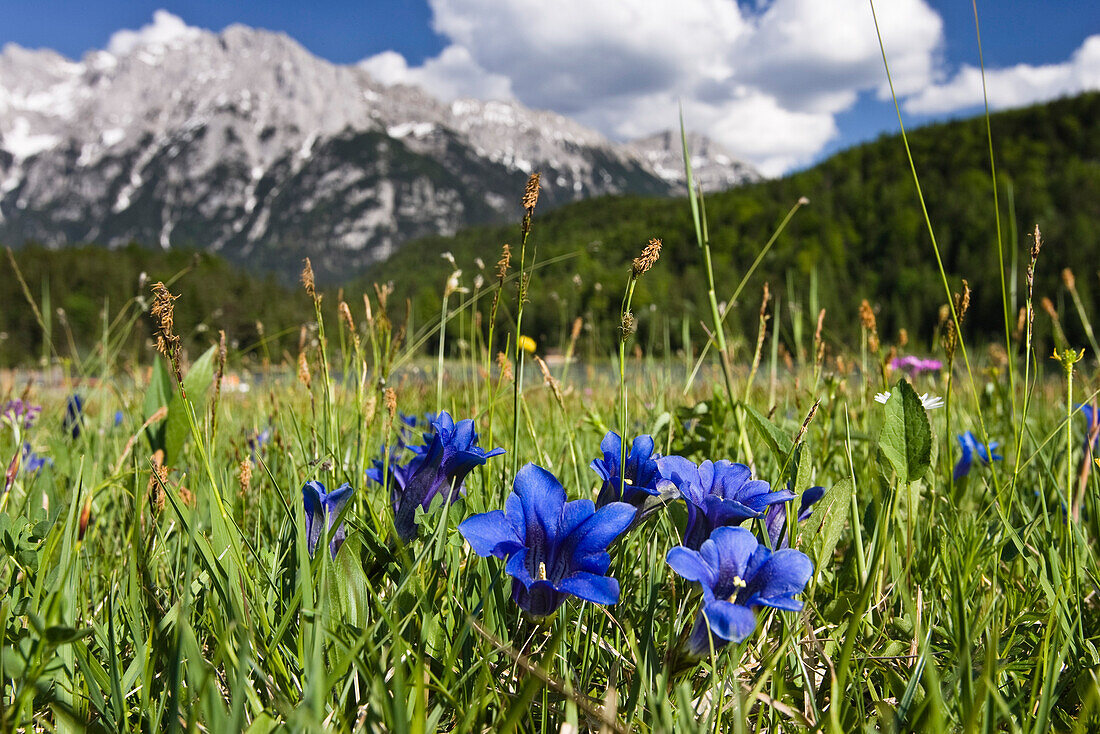 Gentian in an alpine meadow, Werdenfelser Land, Upper Bavaria, Germany, Europe